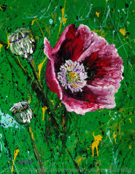 Opium Gum opium poppy cutting painting