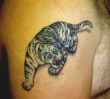 a grey tiger