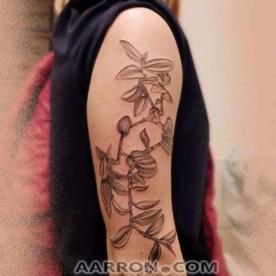 Wandering Jew Tattoo The Tradescantia Zebrina tattoo